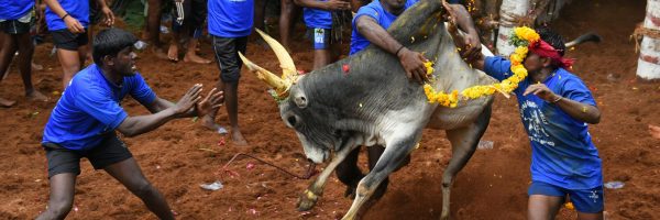 Dynamic scene of a Jallikattu bull taming event in Madurai, Tamil Nadu.